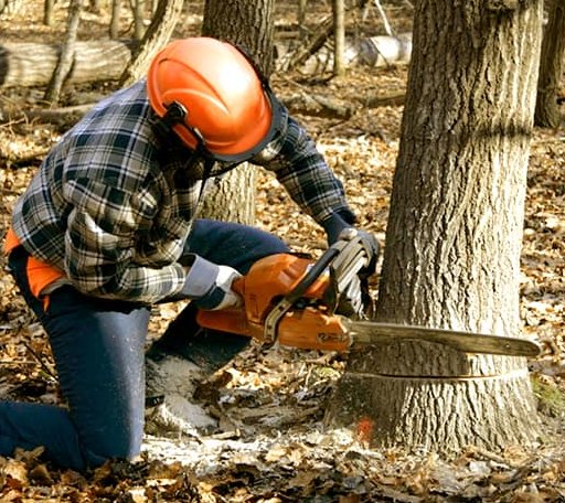 Tree Removal in Oak City, NC